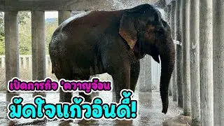 สัญญาณดี! 'แก้วอินดี้' กลับมาสดใส กินเก่งขึ้นมาก พร้อมลุ้นแผนปลดโซ่เร็วๆ นี้ 🐘