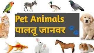 Pet Animals English to Hindi | Kids Learning