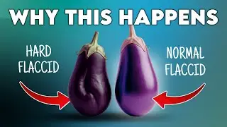 Hard Flaccid Syndrome (Why Your Penis Feels Hard When Flaccid)