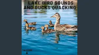 Lake Bird Sounds and Ducks Quacking 1 Hour Relaxing Nature Ambient Yoga Meditation Sounds For...