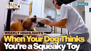 [Weekly Highlights] A Lab and a Poodle Mix?🤔 [Dogs Are Incredible] | KBS WORLD TV 251125