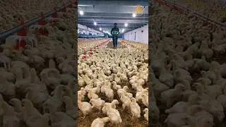 How to Chicks Rekig 👏🐤 #poultry #viralshorts #viral #shorts #shortsvideo #trending #chicks