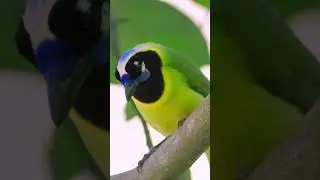 Have you ever seen a green jay before? #birds  #wildlife #shorts