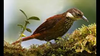 Pacific Buffy Tuftedcheek