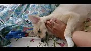 Pom fells asleep in 20 seconds