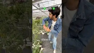 Dutch Bucket Hydroponic System