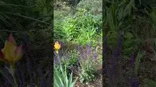 Spiderwort and Salvia