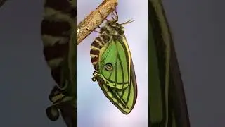 La mariposa isabelina 🦋 ('Graellsia isabellae') es joya end&eacute;mica de las monta&ntilde;as de espa&ntilde;olas
