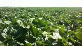 Ukraine farmland