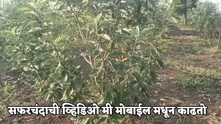 आपला स्वतःचा कॉन्टॅक्ट आहे मित्रांनो 🌳🍎#सफरचंद#AppleFarming#सफरचंदशेत