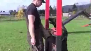 IPO Versatility Protection Trained German Shepherd