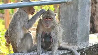 Inside the Life of a Long-Tailed Monkey Family