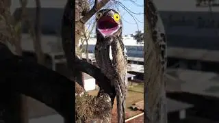 Попробуй меня найди, я не простая птичка