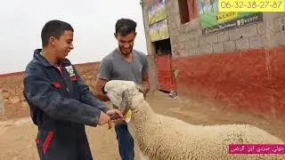 أحسن تخليطة ديال العلف إلا بغيثي الحولي يطلع هود كام تفرج ورد عليا الخبار