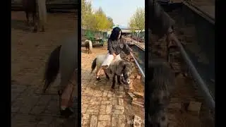 #Mini horse breeding #Pony breeding #Pony breeding