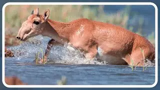 Breathing Life into the Steppes: The Fascinating Anatomy of the Saiga Antelope