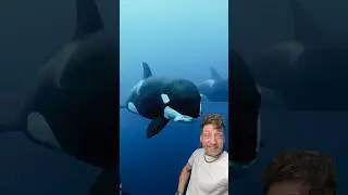 The 2 most feared Orcas in the Ocean