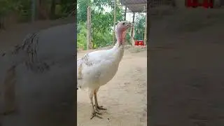 female Turkey Bird #reels #viral #video #bird #animals #turkey #shorts