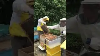 Turkish Real Mad Honey beekeepers at work