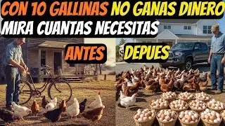 10 Gallinas ponedoras  No Son  La Cantidad REAL de Que Te Hace Ganar Dinero rapido