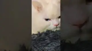 #cat#kitten #velaa #babyanimal #trending #💖💕🧿🧿