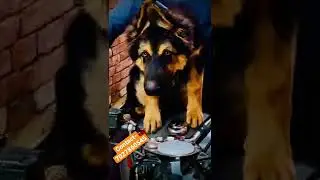 German 94Days #shorts #dogs #dogsales #german #doglover