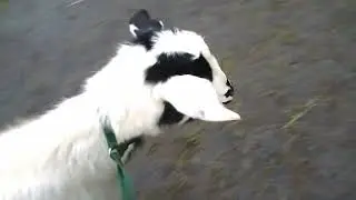 Week 2 Cart Training Goats , Timber is Doing Great