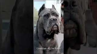 ​#canecorso #foryou #canecorsoitaliano #ermincosic #CapCut #dog #fitness #italy #puppy #