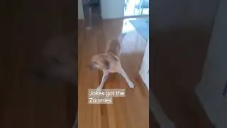 Labrador Jake's got the Zoomies