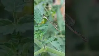 Rare find Damselfly #shorts #dragonfly #dragonflies