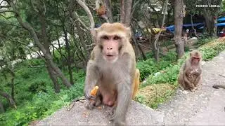 Monkey feasting #funnyanimals #monkey #facts