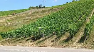как поливают виноградники в Германии # Wie Weinberge bew&auml;ssert werden #how vineyards are watered