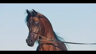 🔥 D IBN RASHEEM 🔥 - 2016 Stallion
