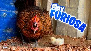 Gallina FURIOSA defiende a su pollito! 😱🐥 Nació un nuevo pollito
