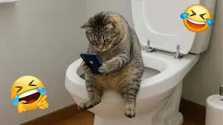 Cats Just Doing What Cats Do Best 🐱 Funny Cat Videos 2025 Part 2