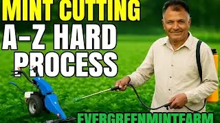 Mint (Podina) cutting A-z hard process in 45&deg;C 🥵🥵 Full video#subscribe my channel for new update
