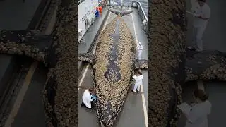 Cleaning a whale 🐋✨