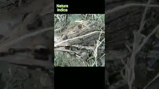 Indian Frog | Rana tigrina