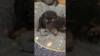 Have you ever been told that you cute before