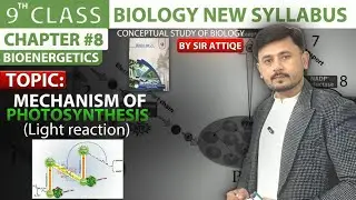 Mechanism of photosynthesis | Light reaction | light dependent reaction | Bioenergetics 9th New book