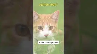 Mind-Blowing Cat Facts Revealed! 🤯