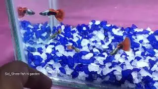 Adding Dumbo ear coral blue guppy and neon green red tail guppy to tank