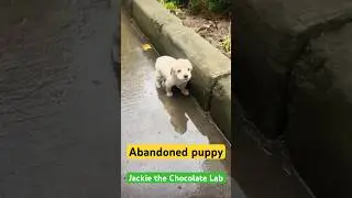 ABANDONED PUPPY