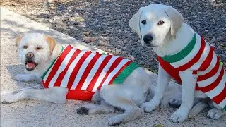 LAB PUPPY GETS SISTER GROOMED FOR CHRISTMAS!