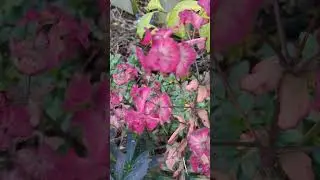 Wood Spurge | Evergreen Structure for the Winter Garden