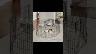 Ultimate Play Space for Your Pup!