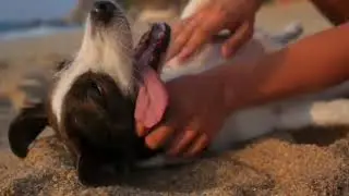@dog mind voice#funny videos#comedy