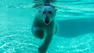 Polar Bear Twin Cubs Arrive at Point Defiance Zoo & Aquarium
