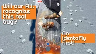 A.I. Recognizes a bug from the water