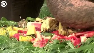 WEB EXTRA: Elephants Enjoy Fruit Feast As Part Of World Elephant Day Celebrations